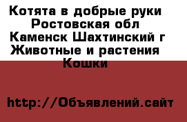 Котята в добрые руки - Ростовская обл., Каменск-Шахтинский г. Животные и растения » Кошки   